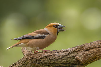 Close-up of bird perching on branch