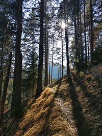 Trees growing in forest