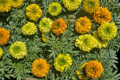 Beautiful and decorative tagetes flowers on the flower market. flowers are waiting for customers.