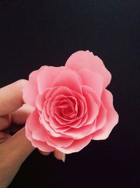 Close-up of hand holding pink rose against black background