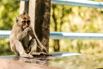 Close-up of monkey sitting outdoors