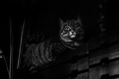 Close-up portrait of cat