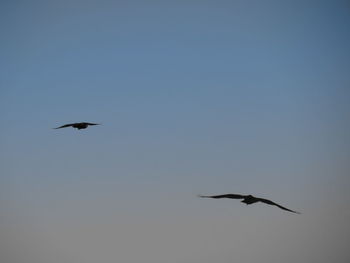 Low angle view of bird flying against clear sky