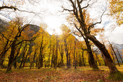 Trees in forest during autumn