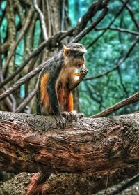 Low angle view of monkey 