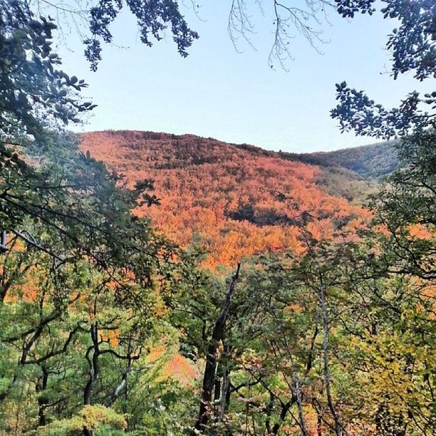 SCENIC VIEW OF TREES ON MOUNTAIN