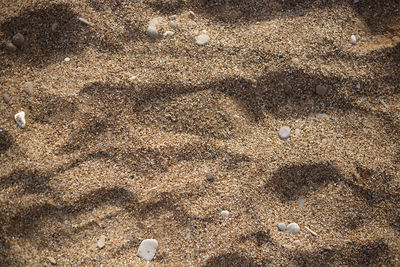 High angle view of seashell on sand