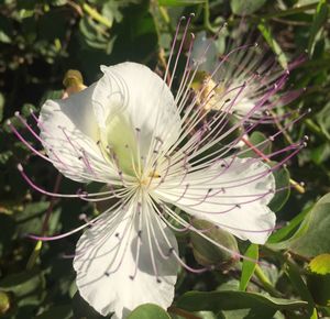 Close-up of white flower blooming outdoors