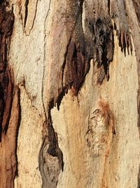 Full frame shot of tree trunk