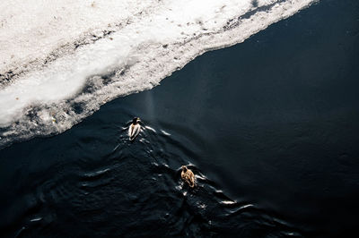 High angle view of mallard ducks on river during winter