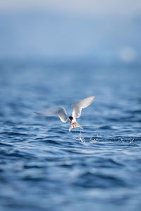 Antarctic tern flies away after catching fish
