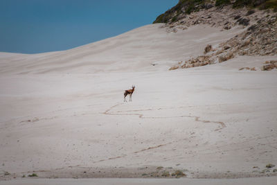 Blesbok or blesbuck antelope in sand dunes at cape of good hope nature reserve, south africa