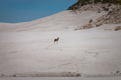 Full length of man on sand dune in desert