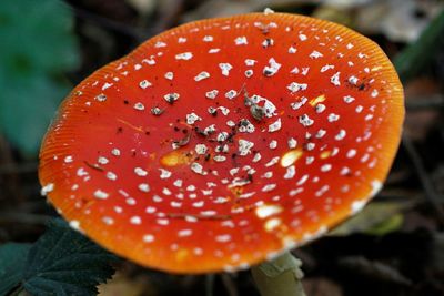 Close-up of fly agaric mushroom on field