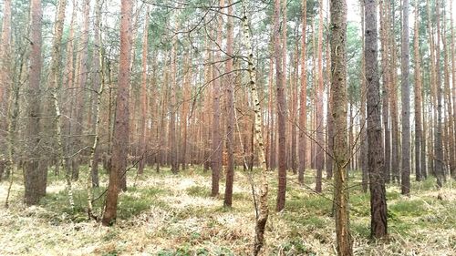 Trees in forest