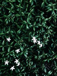 Full frame shot of white flowering plants