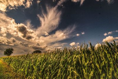 Crops growing on field against sky