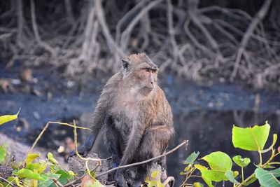 Macaque long tailed monkey phuket genus macaca gregarious monkeys cercopithecinae thailand asia