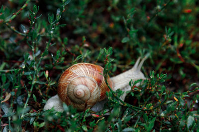 Close-up of snail on land