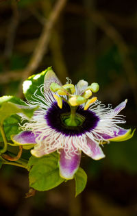 Close-up of purple flower blooming outdoors