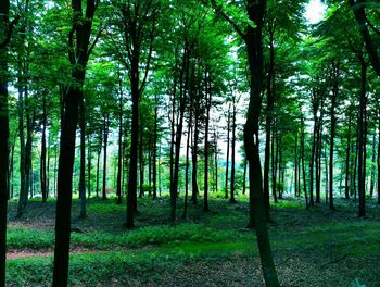 Trees in forest