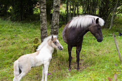 A mother and her foal