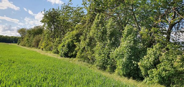 Scenic view of trees growing on field against sky