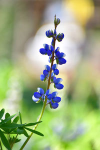 Close-up of purple flowering plant