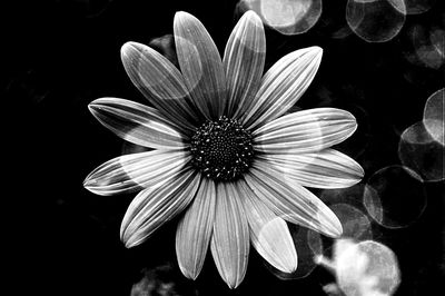 Close-up of flower over black background