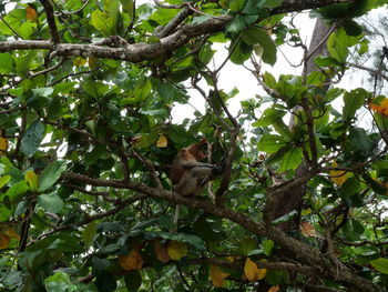 Low angle view of monkey on tree