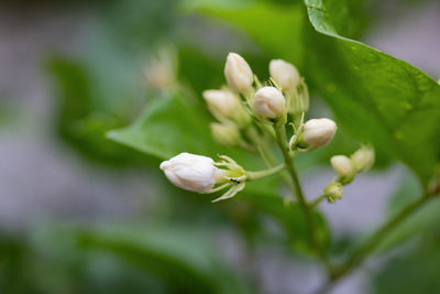 Close-up of white flowering plant