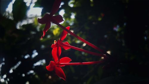 Close up of red flower