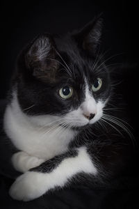 Close-up portrait of cat