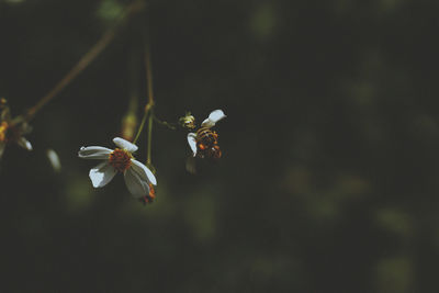 Close-up of white flowers blooming on branch