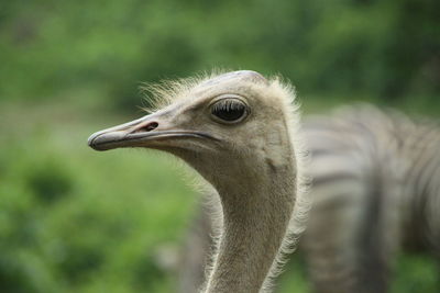 Close-up of a bird