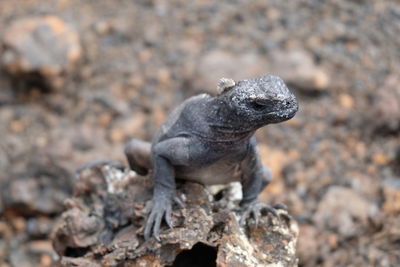 Close-up of lizard on rock