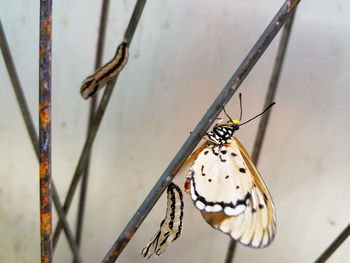 Close-up of butterfly on wall