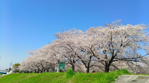 Flowering trees against clear blue sky