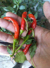 Close-up of red chili peppers