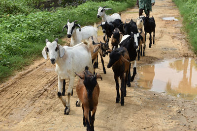 View of cows running