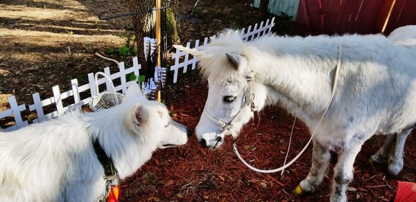 White horse