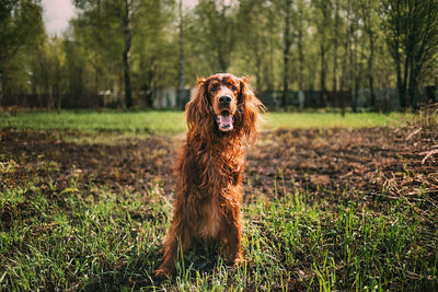 Portrait of dog on field in forest