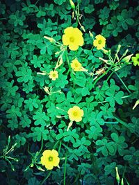 Close-up of yellow flowers