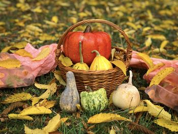 Wooden basket filled with different pumpkins surrounded by yellow autumn leaves and a scarf