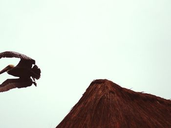 Low angle view of a bird flying