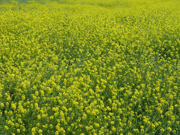 Scenic view of oilseed rape field