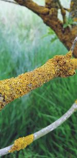 Close-up of lichen on branch against blurred background