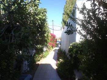 Narrow footpath along trees