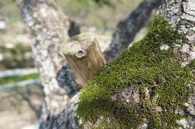 Close-up of lizard on tree trunk