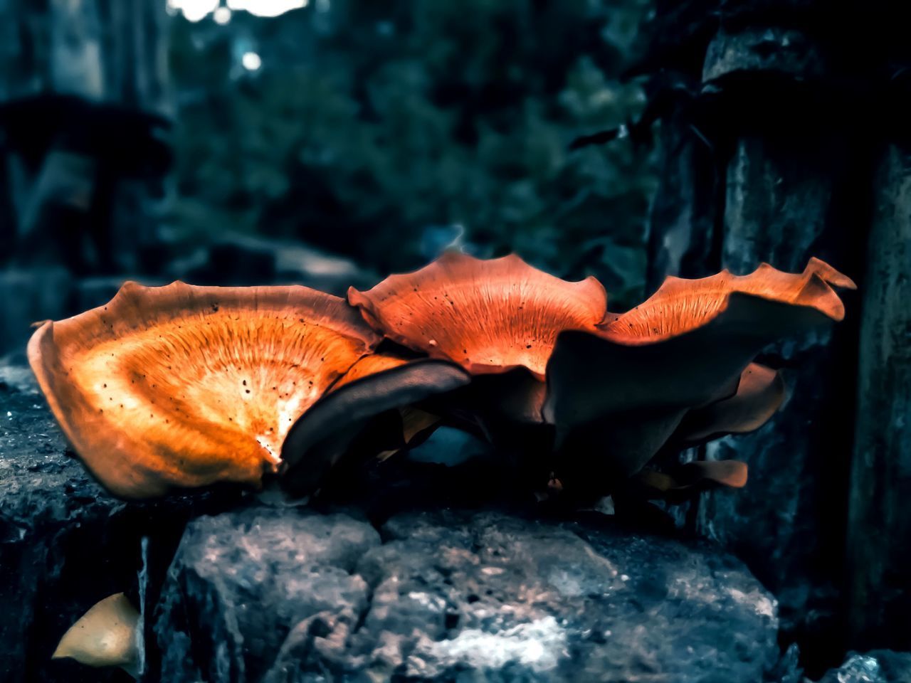 CLOSE-UP OF MUSHROOMS IN FIELD